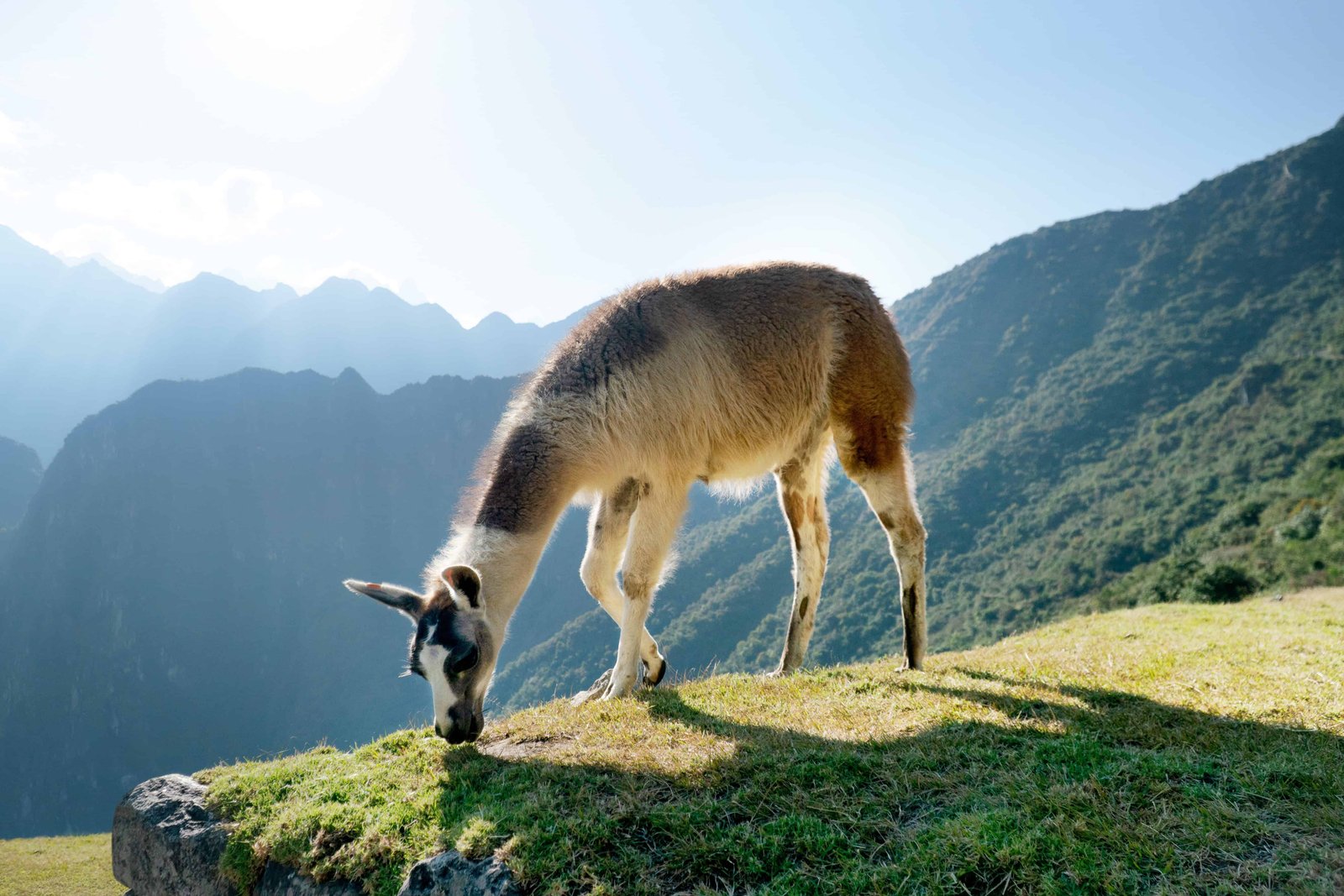 Machu Picchu Lama