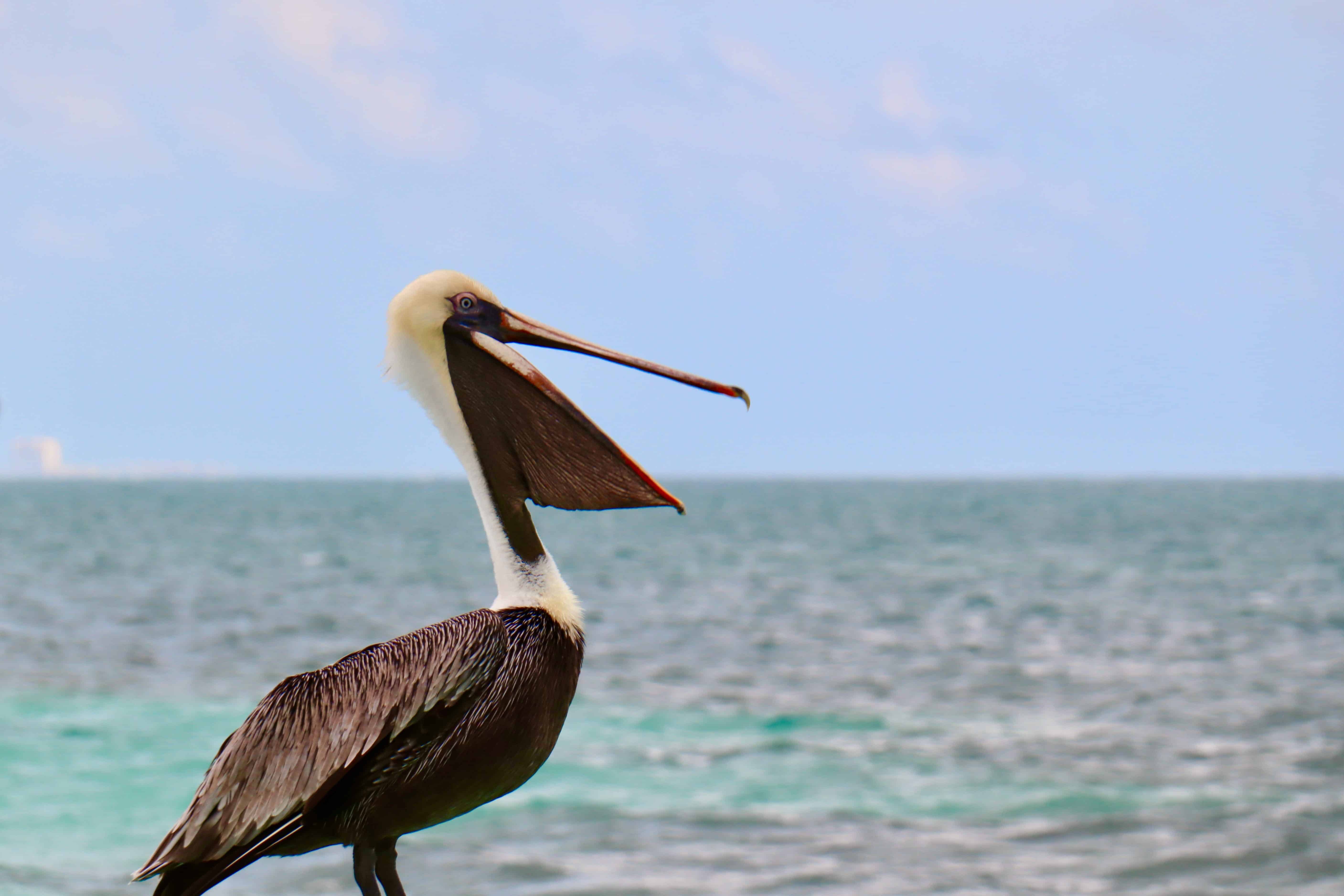 Pelican