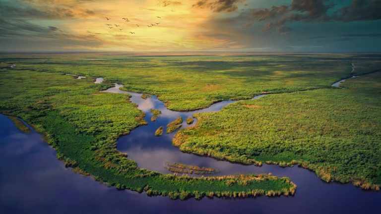 Everglades and Francis S. Taylor Wildlife Management Area