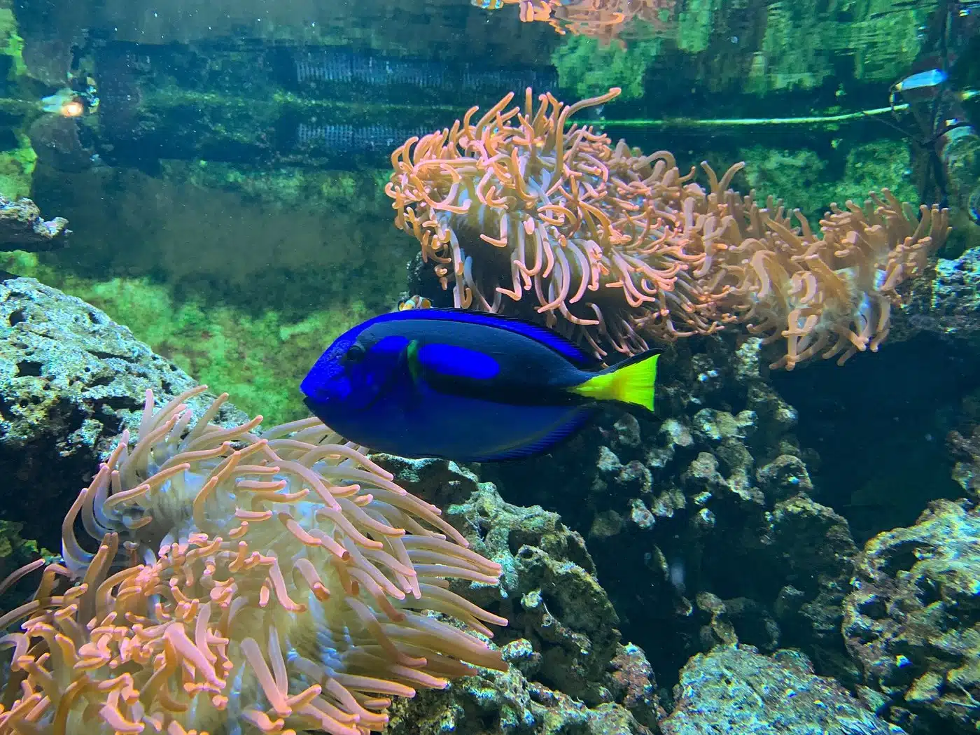 Reef fish in Le Taha'a