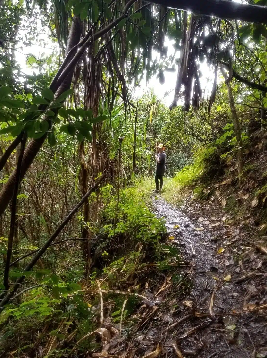 Ma'akua Ridge Trail