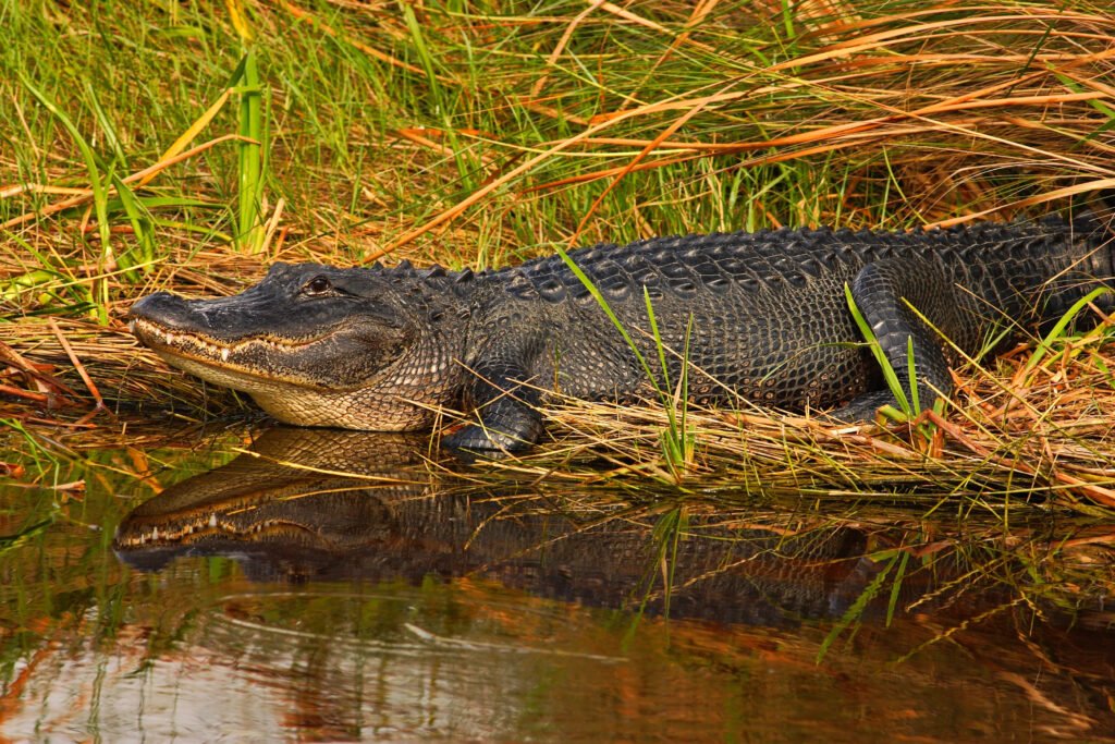 Alligator on the hunt 