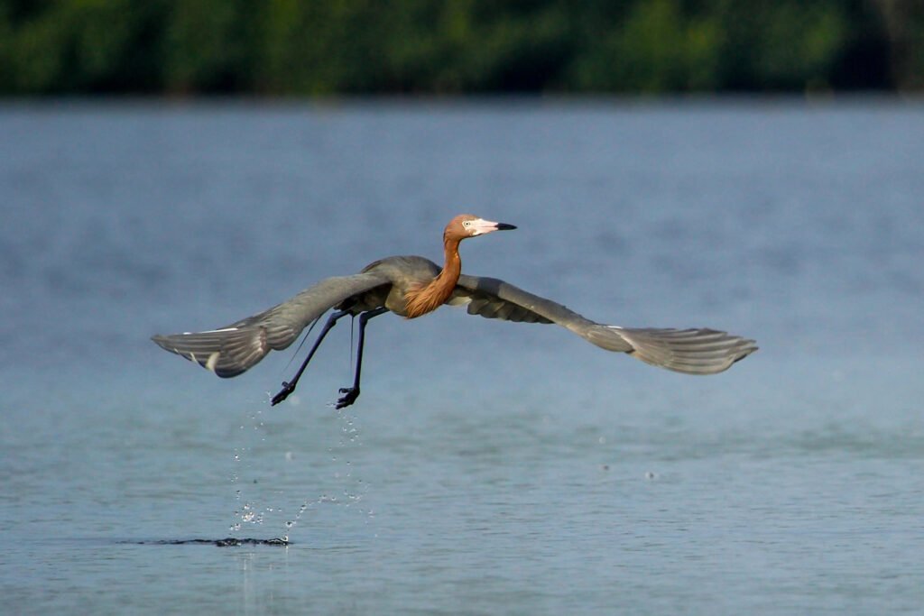 Egret flying in the Everglades