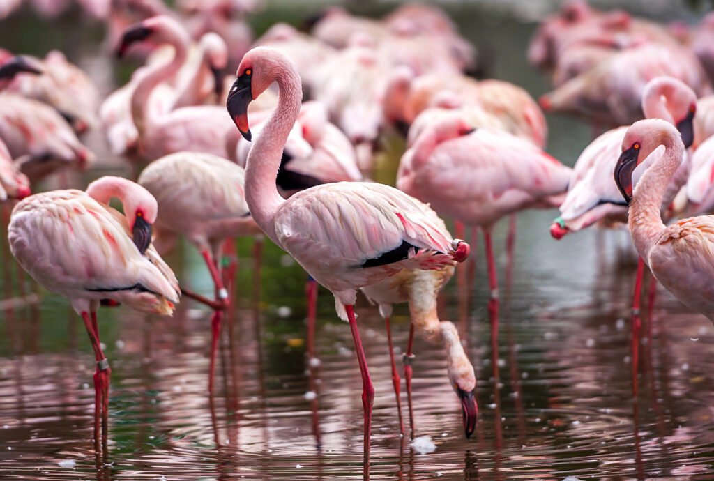 Flamingos in the everglades