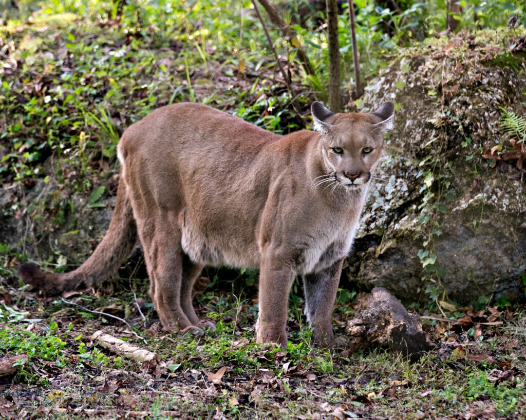 Florida Panther