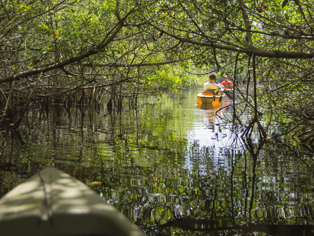 Kayaking in the everglades