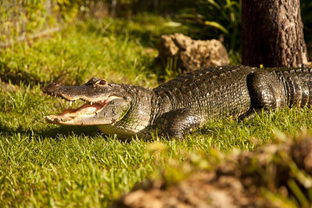 Alligator in Everglades