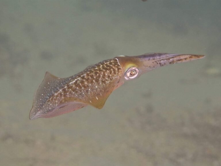 Blue Heron Bridge FULL Guide To Diving (2025 Edition)