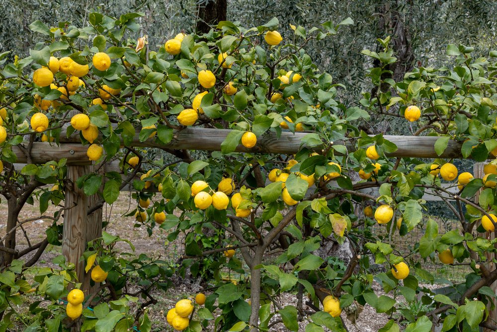 Limone sul Garda Guide: Things to Do, Food & Itinerary 6 Limone Sul Garda