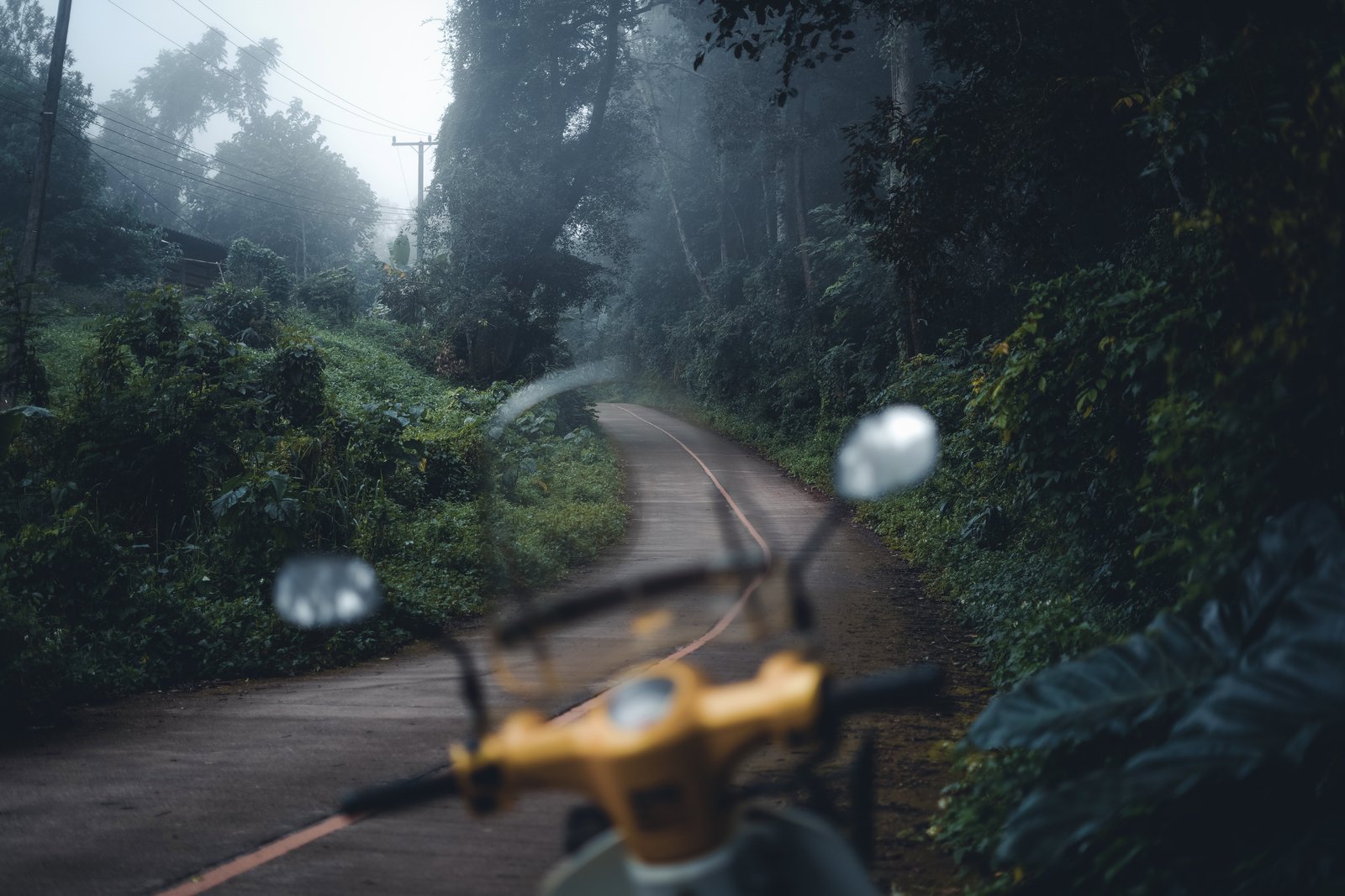 road into the forest was foggy in the morning in Bali