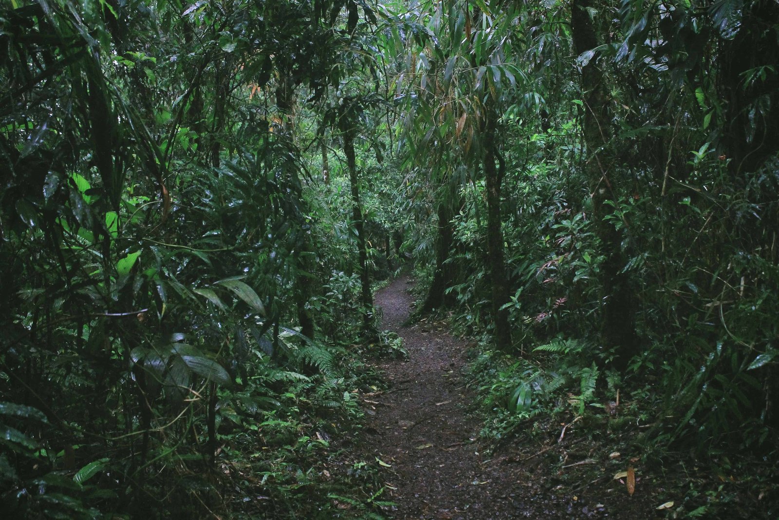 costa rica rainforest