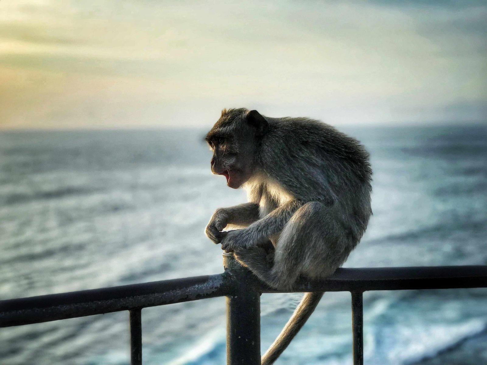Monkeys at Uluwatu Temple