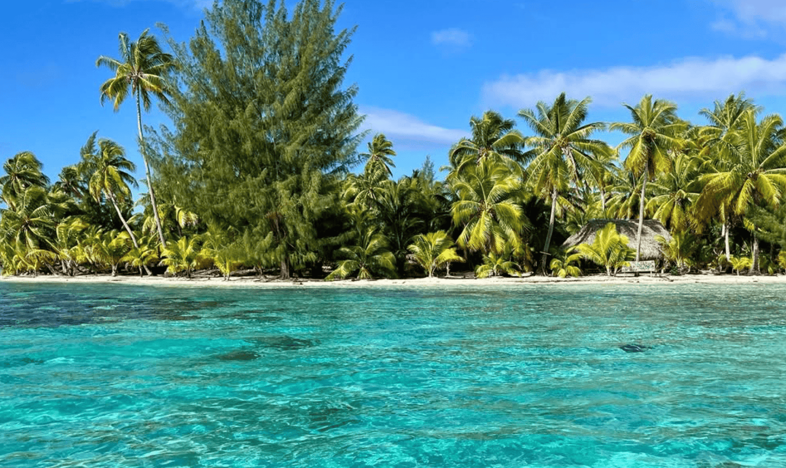 Lagoon and palm trees at Tahaa Island. 