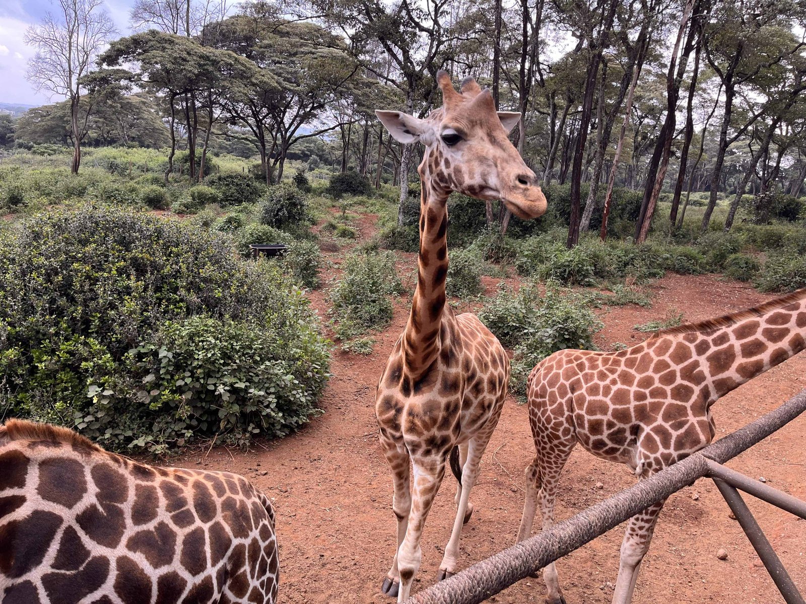 Giraffe Park Nairobi