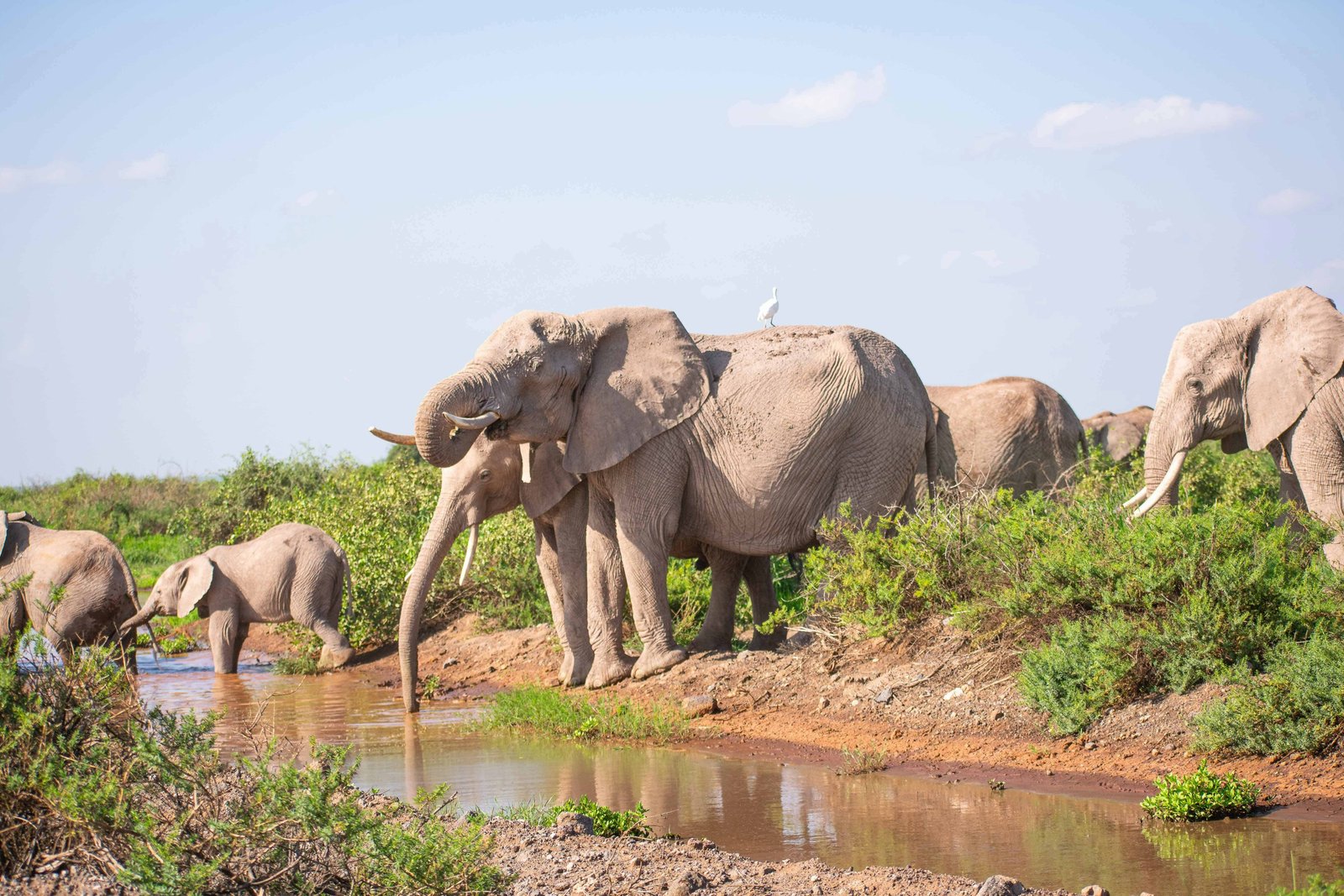 Elephants drinking from the river.