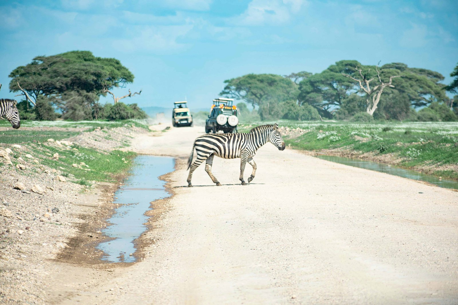 Zebra crossing the street in Amboseli