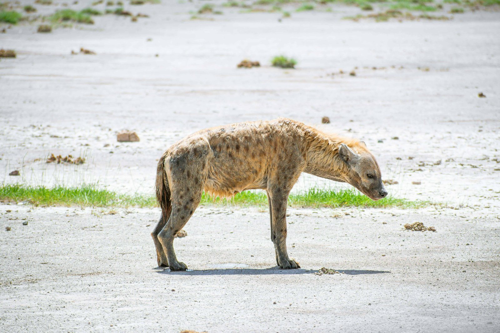 Hyena in the park!