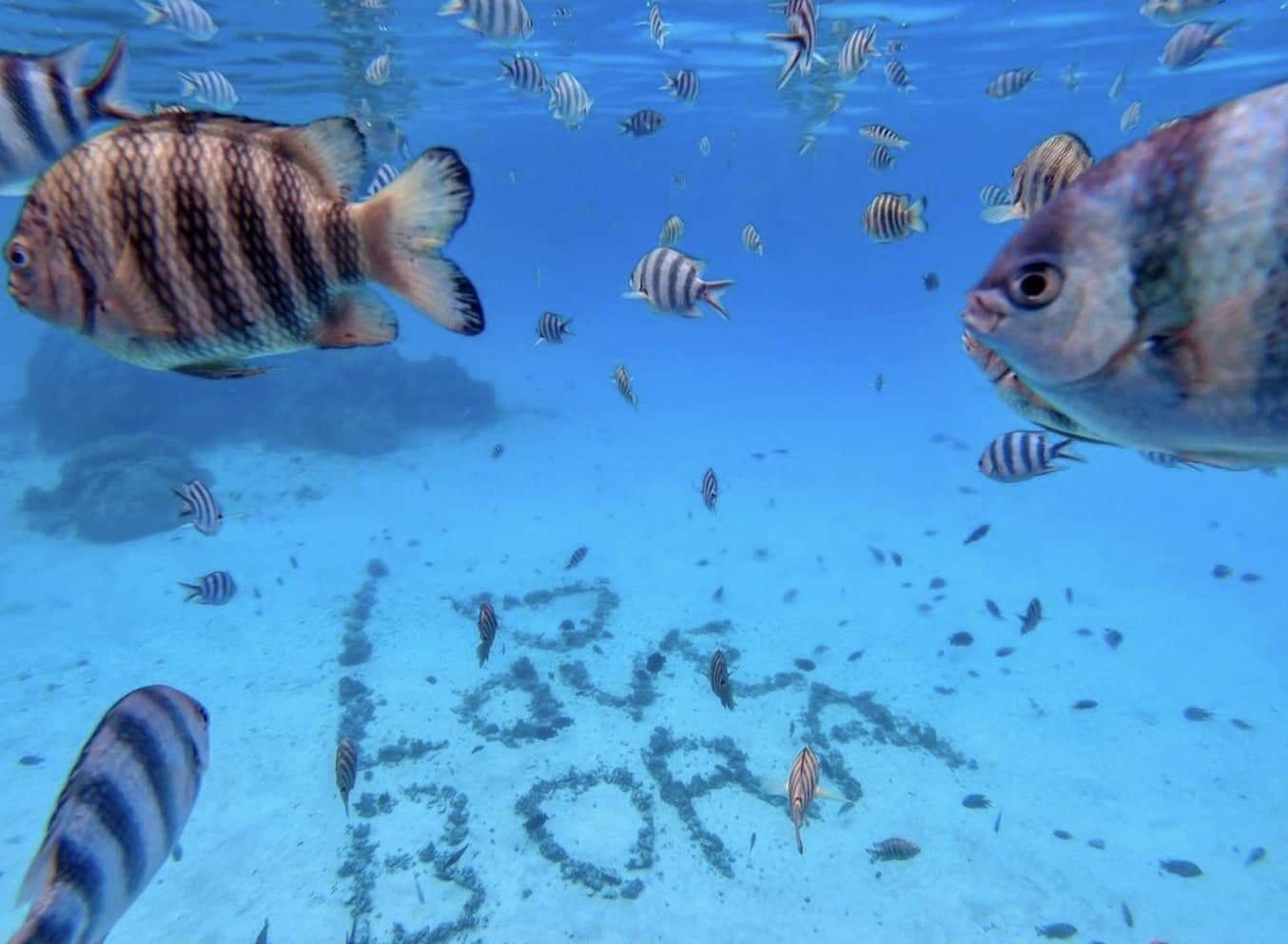 Bora Bora snorkeling