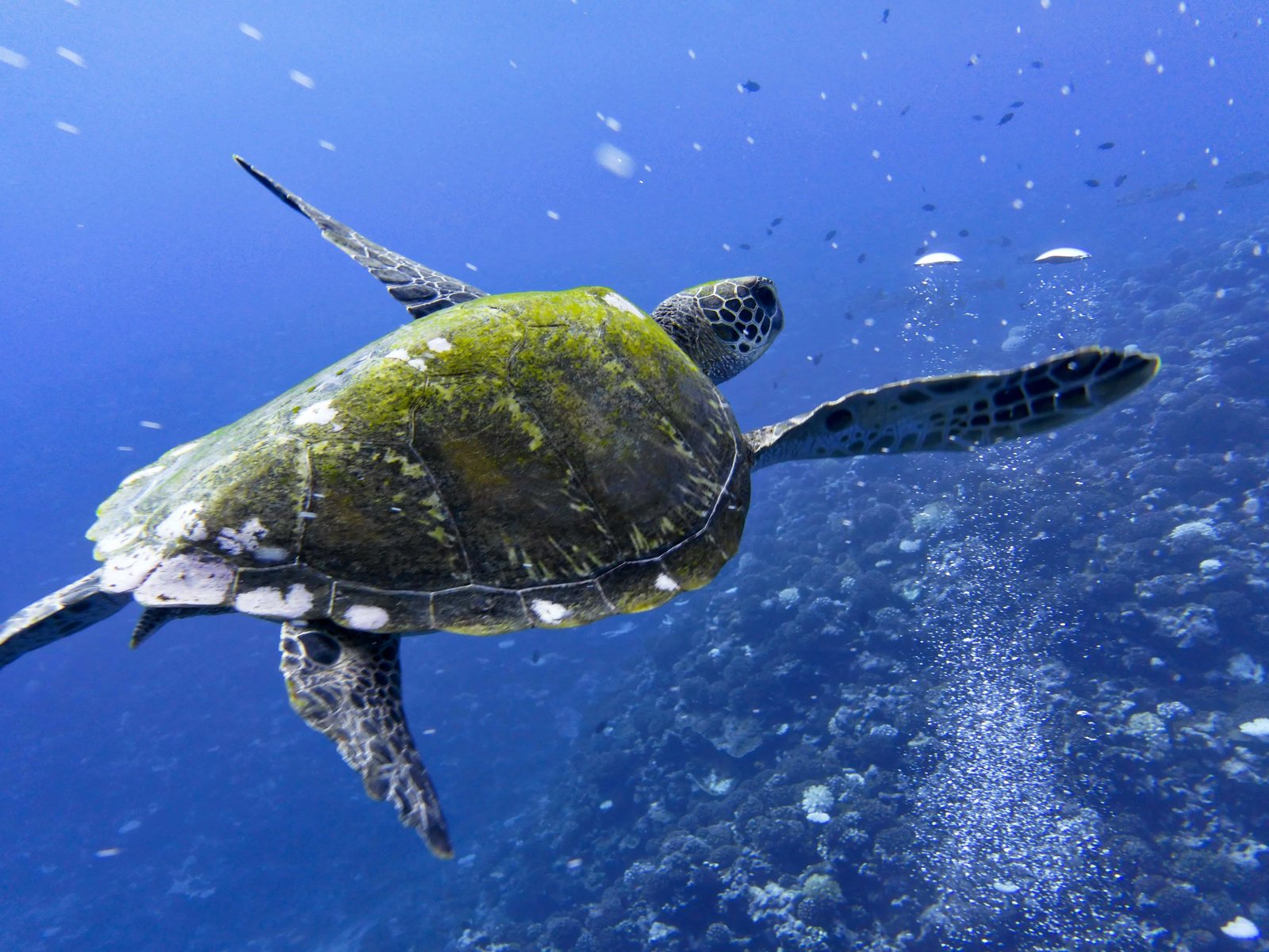 Diving in Moorea french polynesia