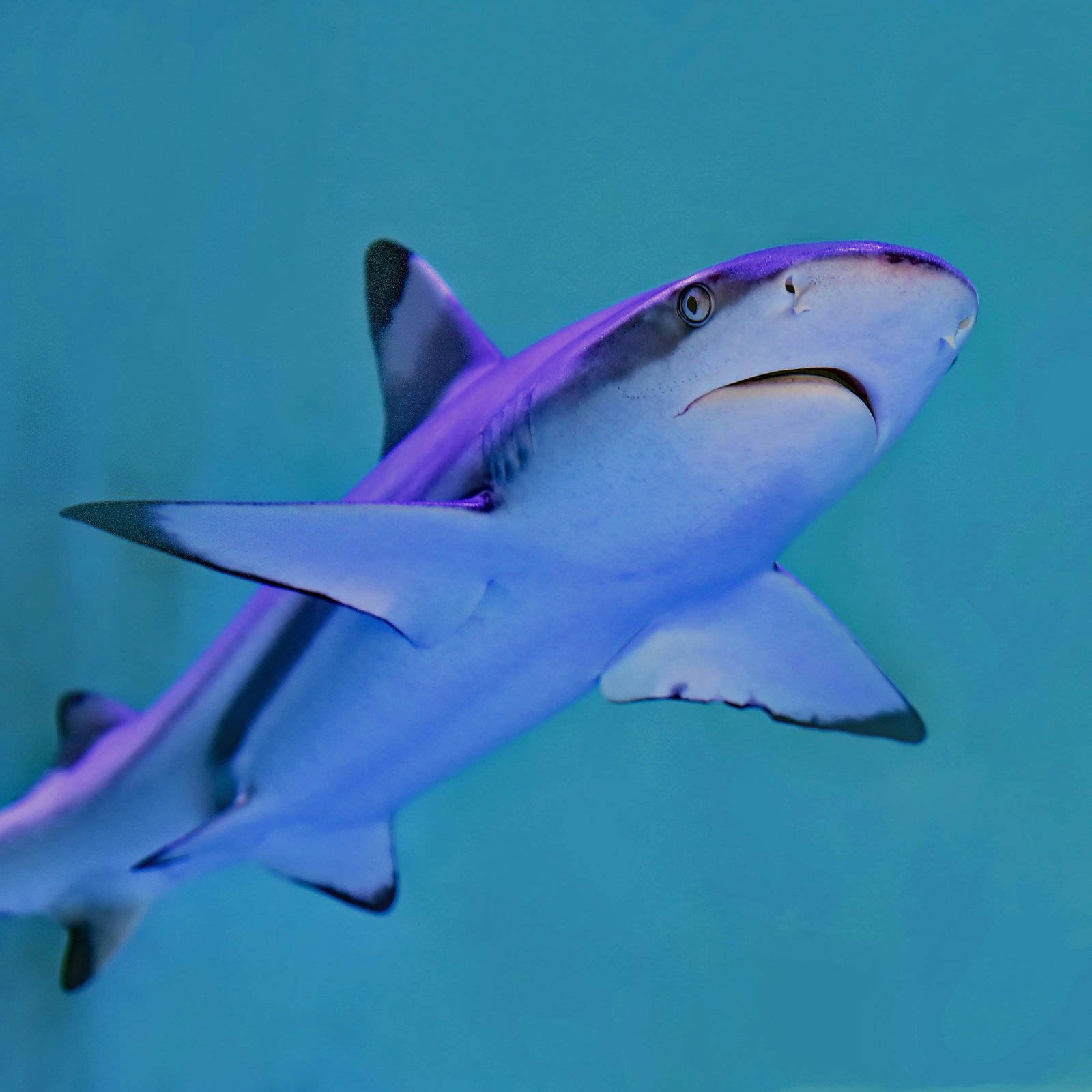 Black tip reef shark