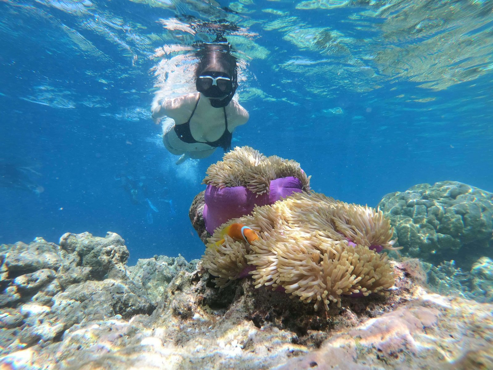 Coral Garden
