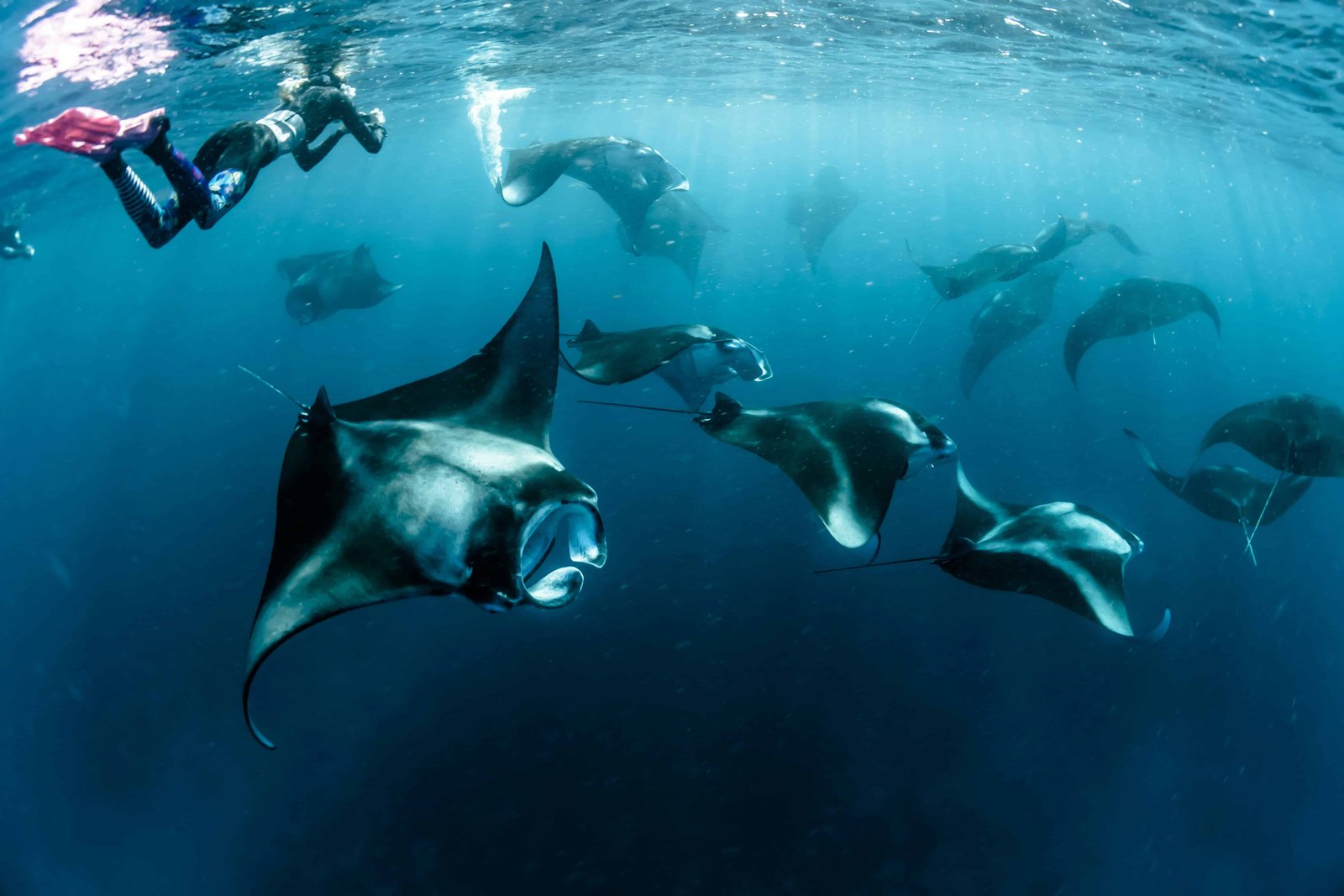 Manta rays everywhere