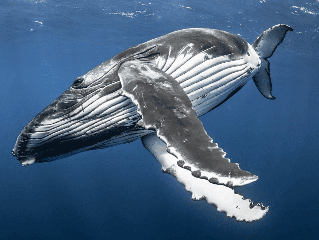 Rurutu French Polynesia: All You Need To Know for 2026 1 Whale watching in Rurutu