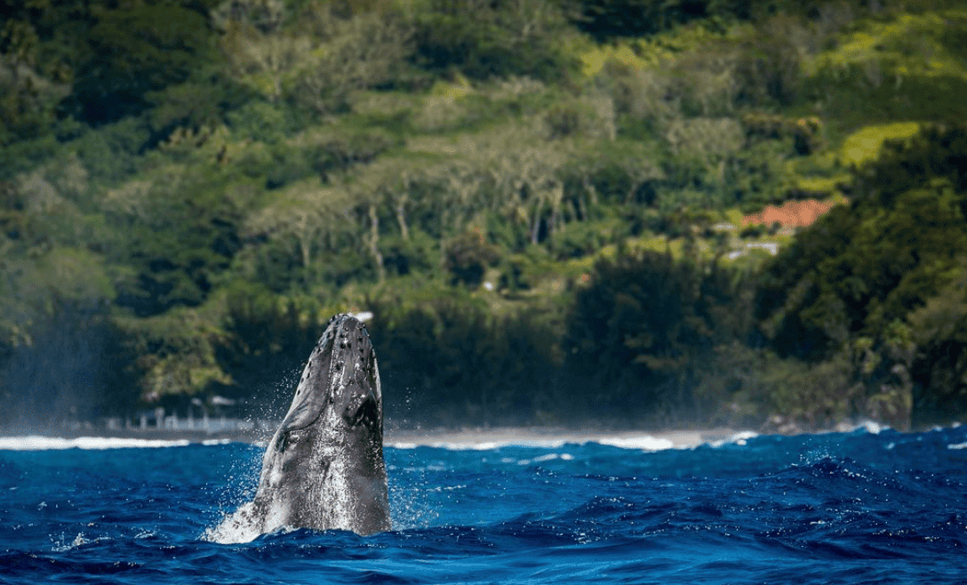 Rurutu French Polynesia: All You Need To Know for 2026 6 Whale watching