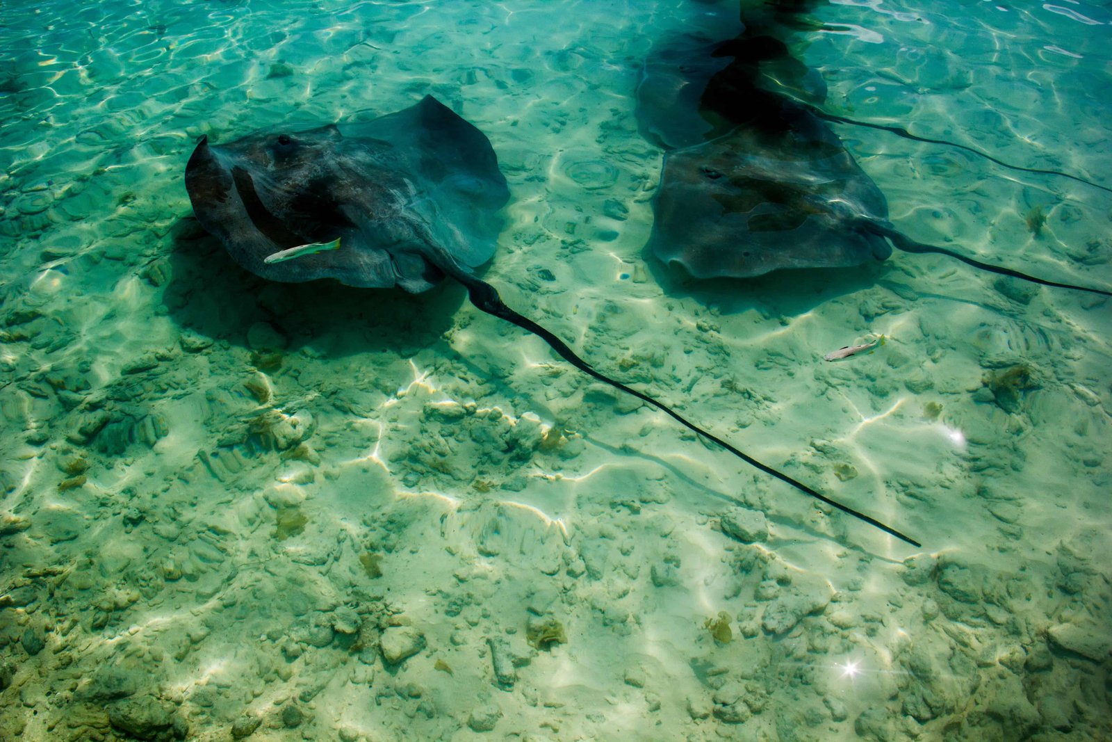 Stingrays in Bora Bora