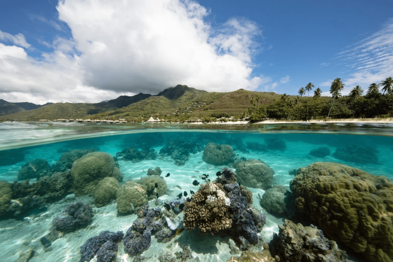 Temae Beach Guide: WHY The Most Beautiful Beach In Moorea? 7 Temae Beach lagoon.