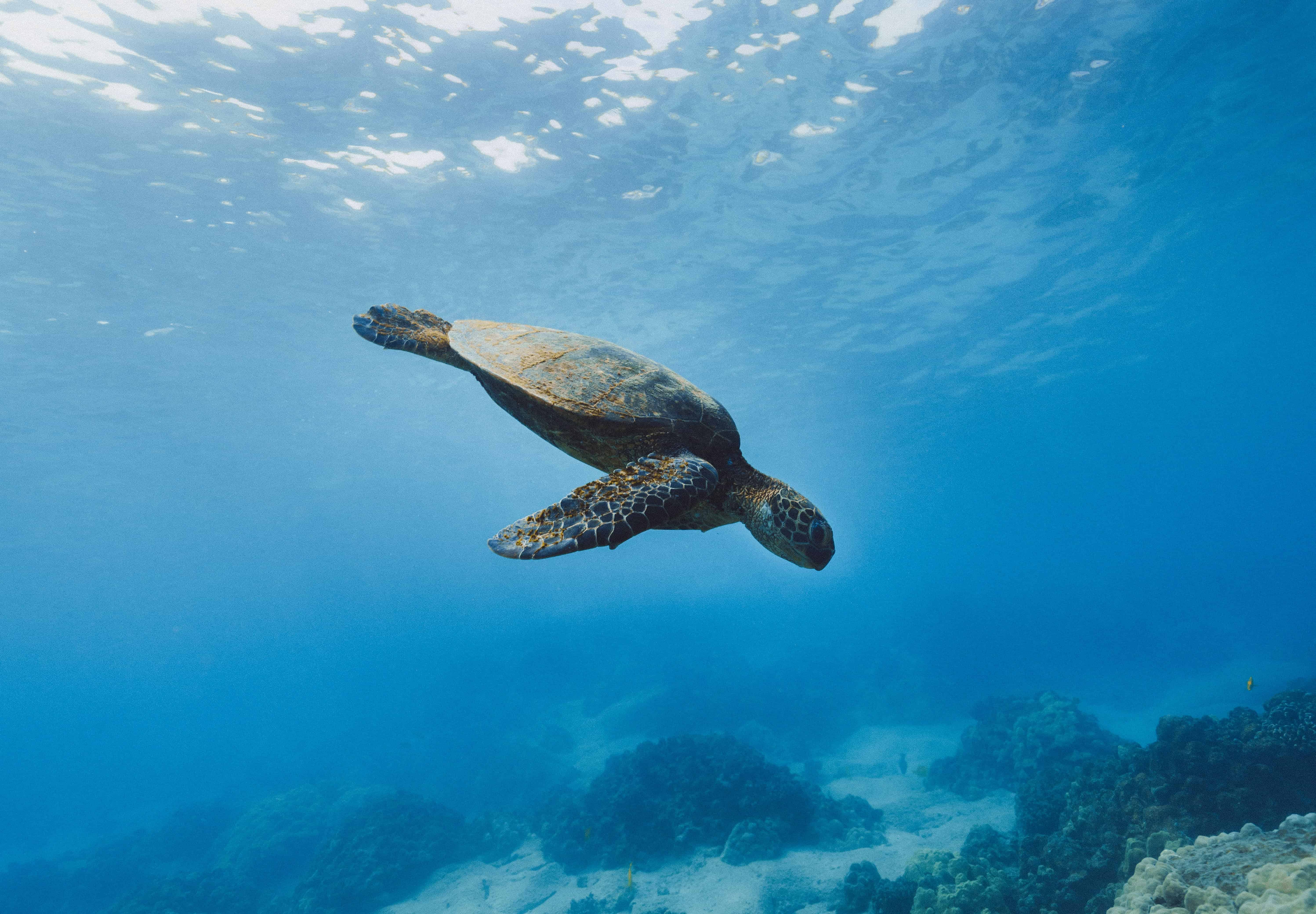 Temae Beach Guide: WHY The Most Beautiful Beach In Moorea? 6 Sea turtle diving in Moorea