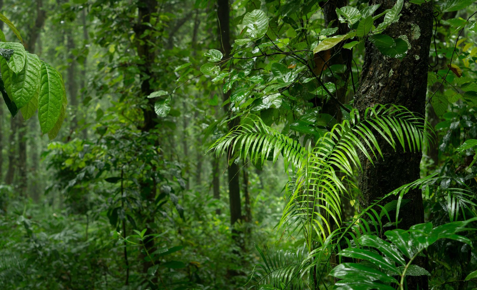 Motu One: All You Need To Know for 2026 (Society Islands) 5 Rainshower in the jungle