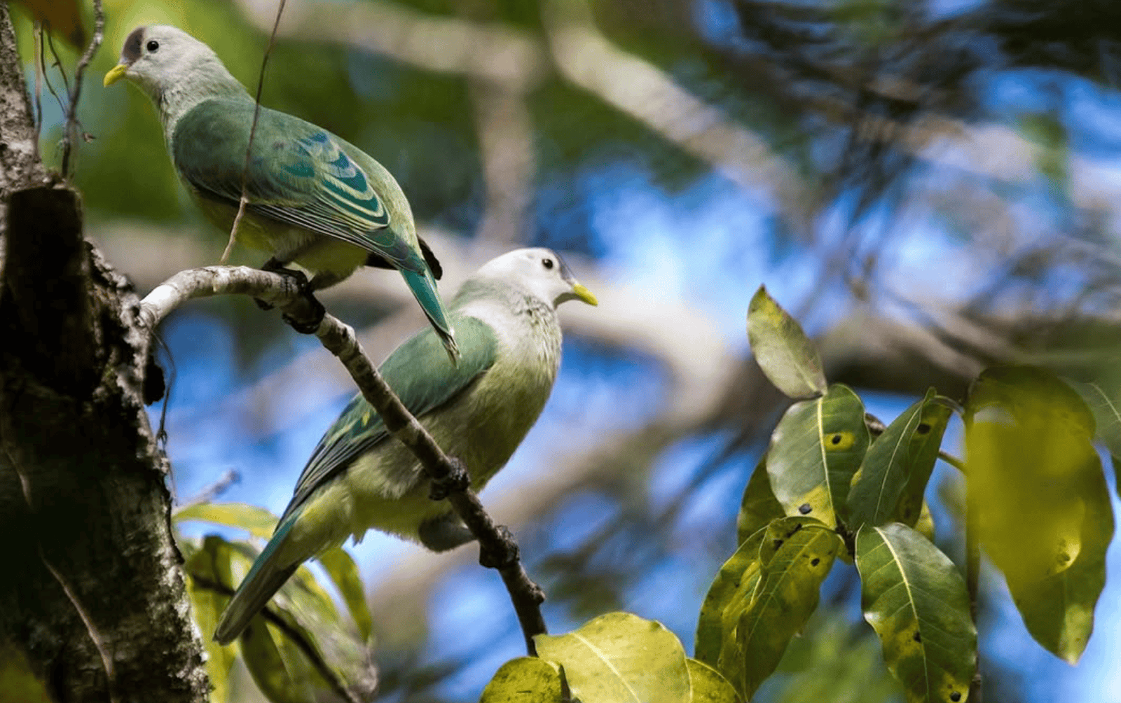 two birds on a branch