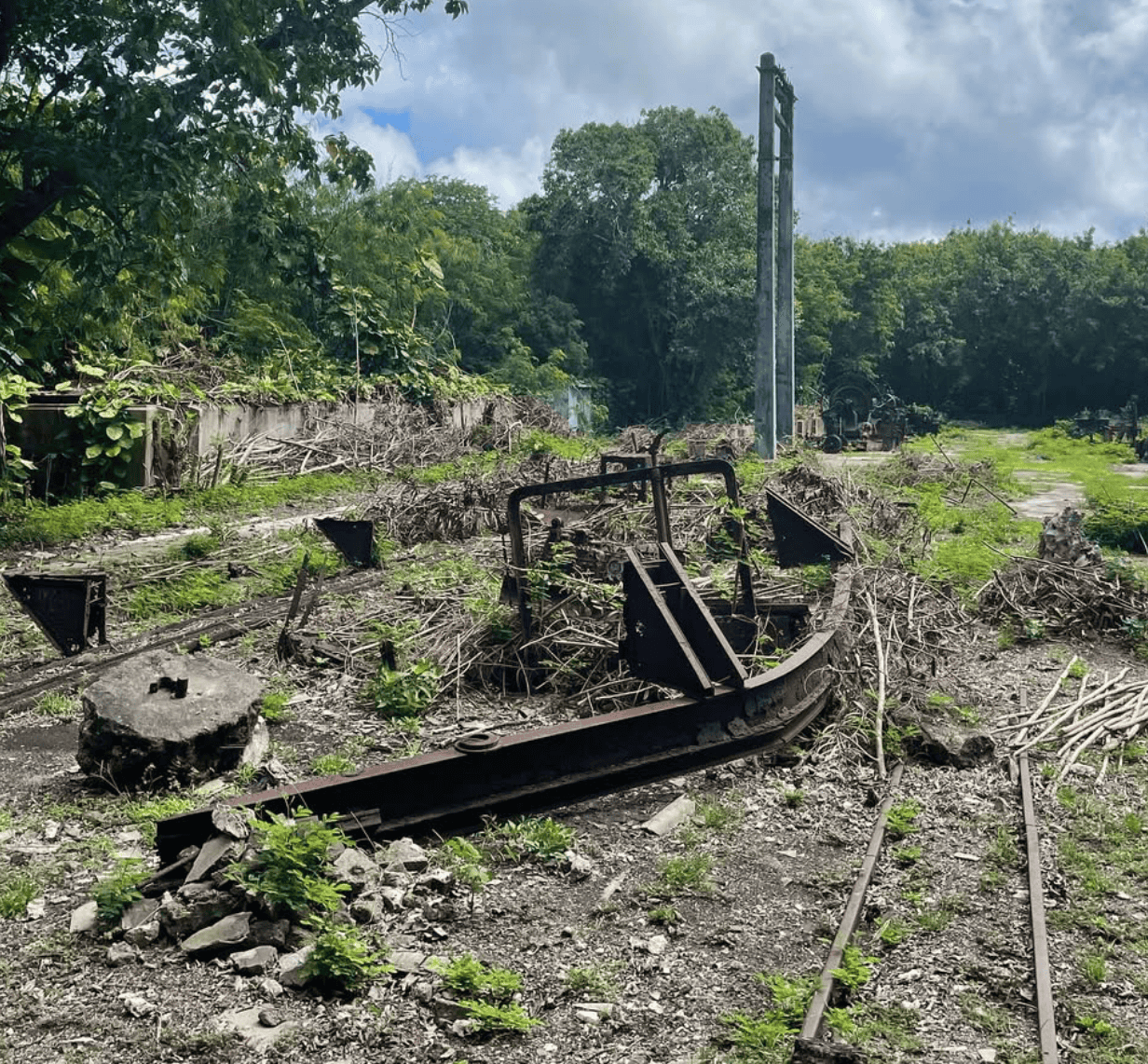 The trainline in a field with trees and a power pole