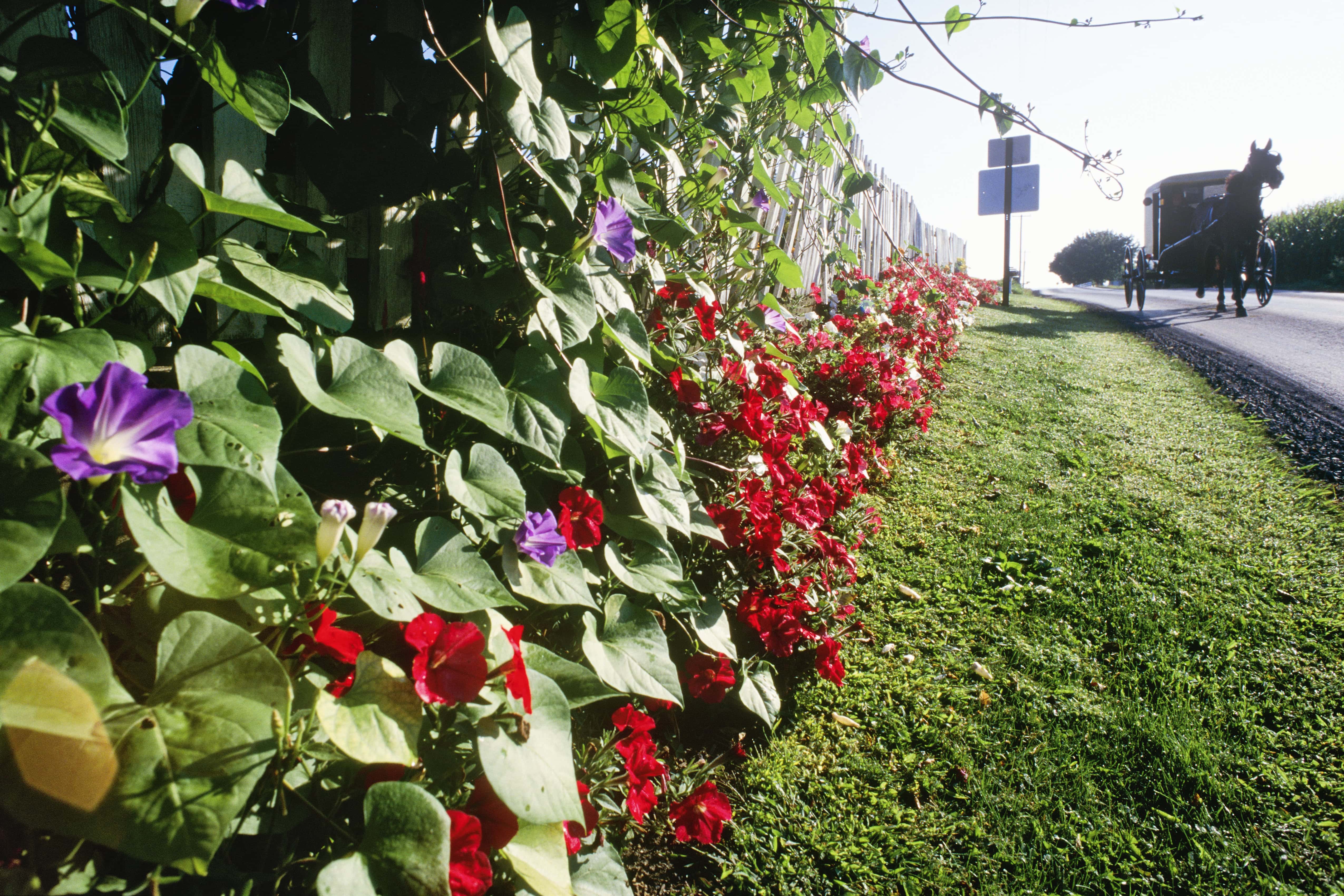 22 Best Attractions In Amish Country Ohio: An Overview for 2026! 8 Horse and buggy in Amish country