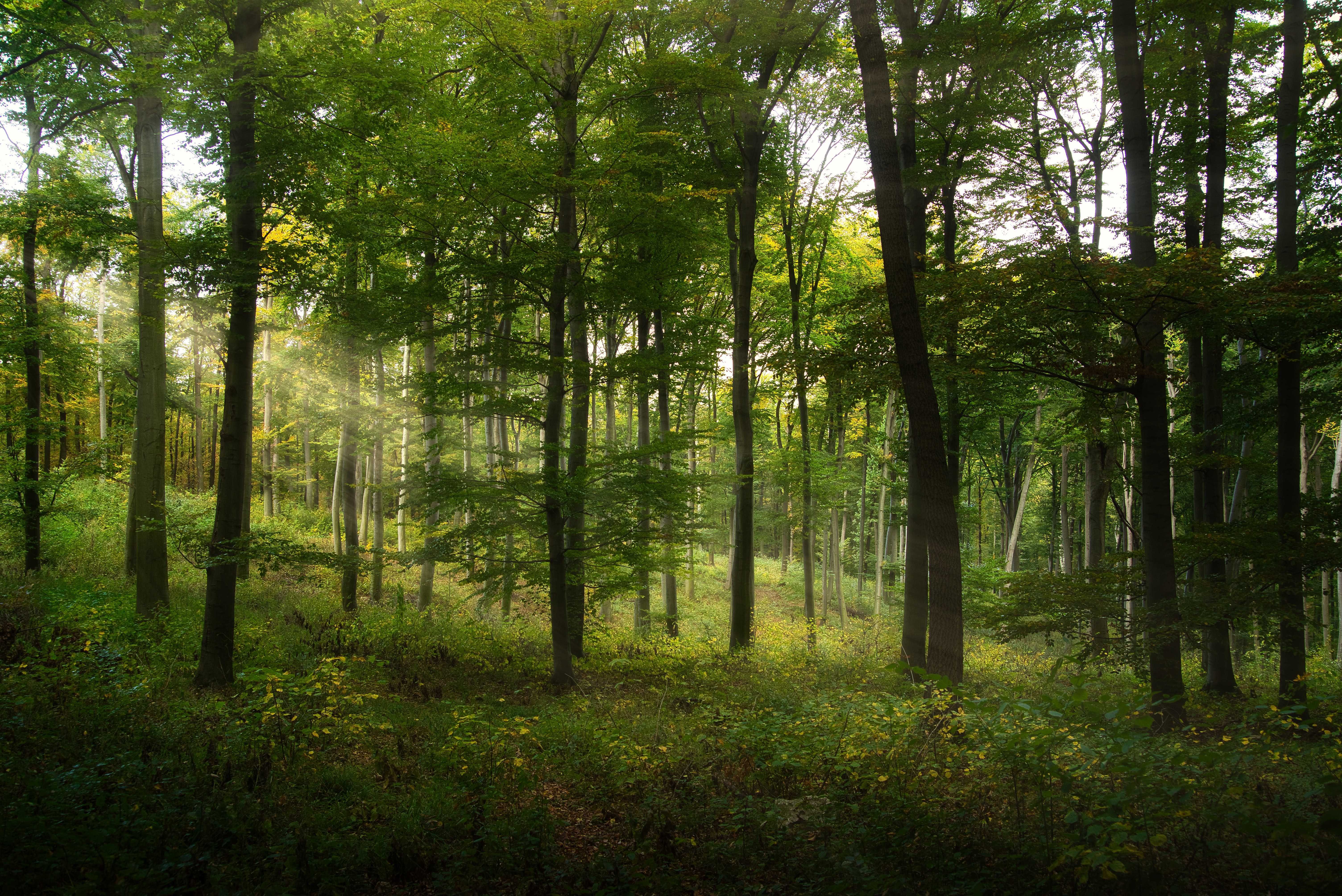 Forest in Metroparks, one of the best things to do in Dayton, Ohio