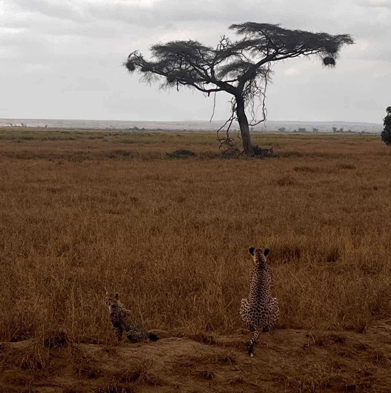 A cheetah with her cubs