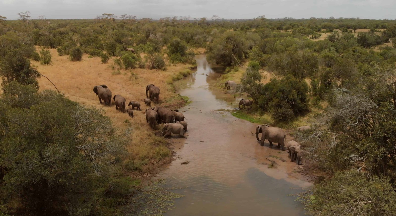 Elephants crossing a river in Ol Pejeta Conservancy