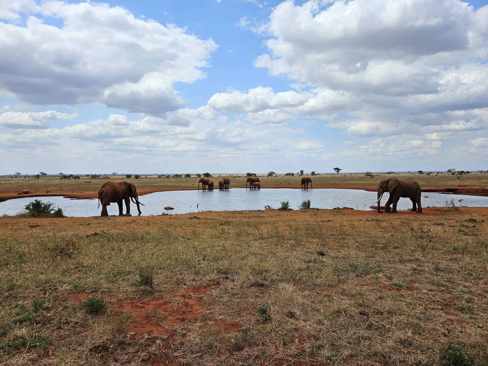 Elephants at a waterhole in Tsavo East