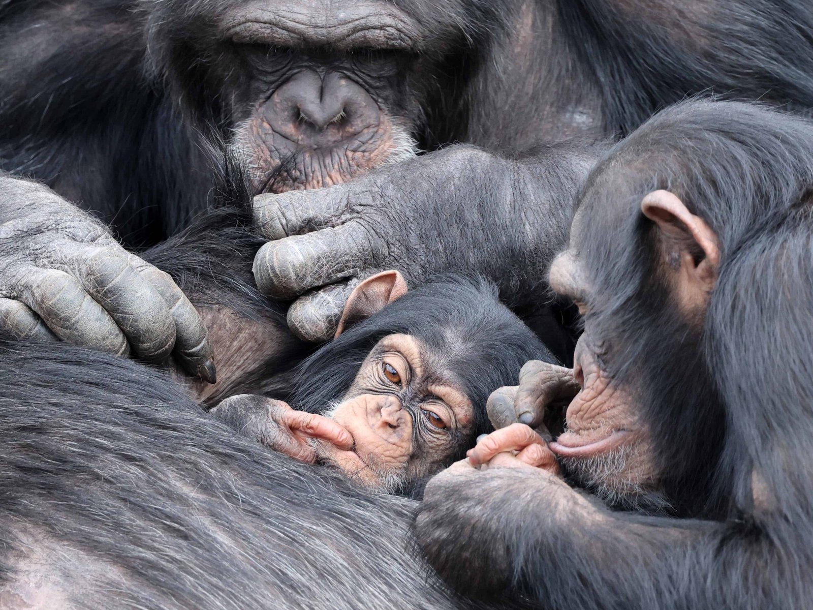 Baby chimpanzee (Pan troglodytes) and parent in natural habitat