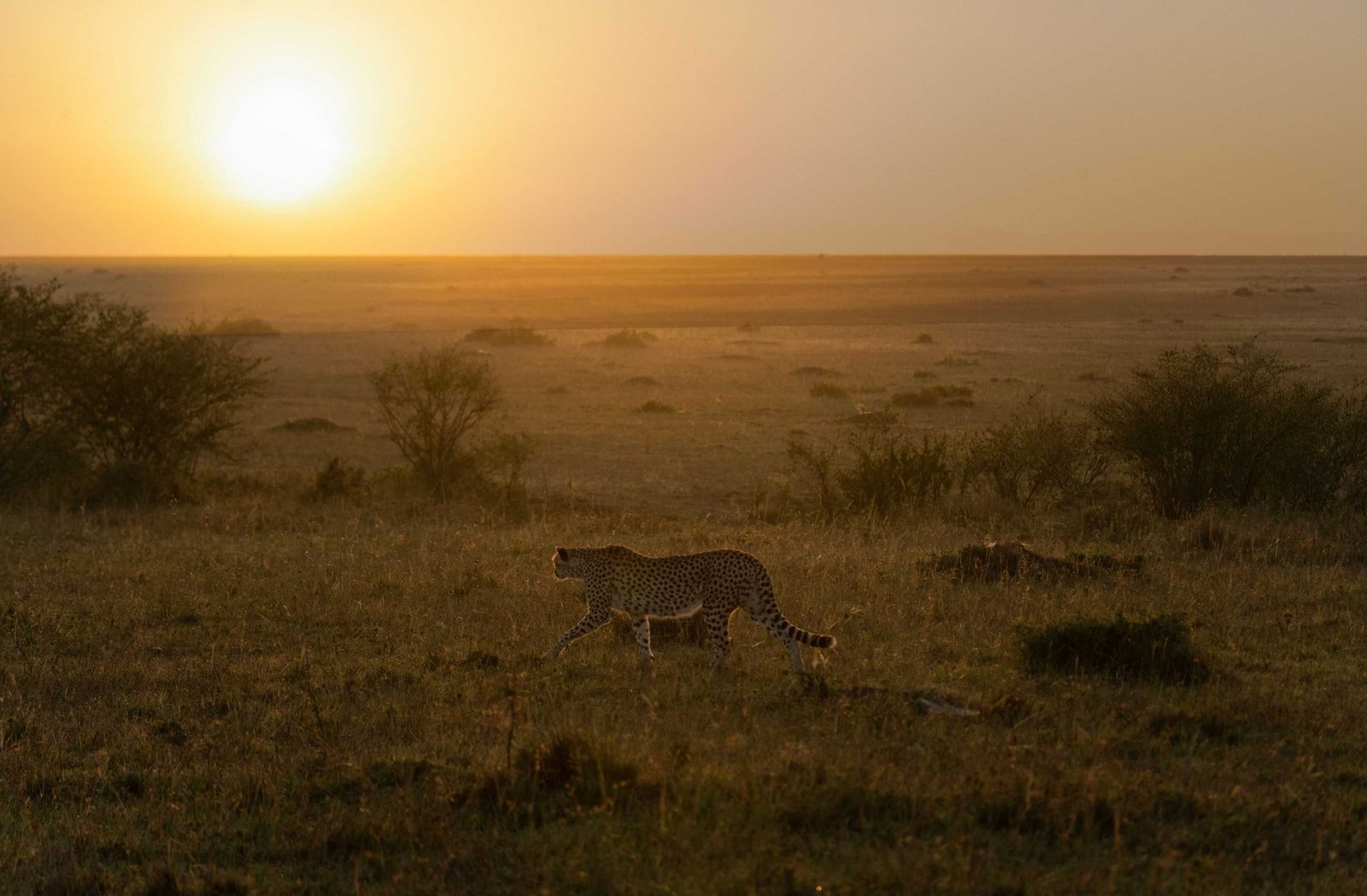 A cheetah walking in the grassy plain at sunset.