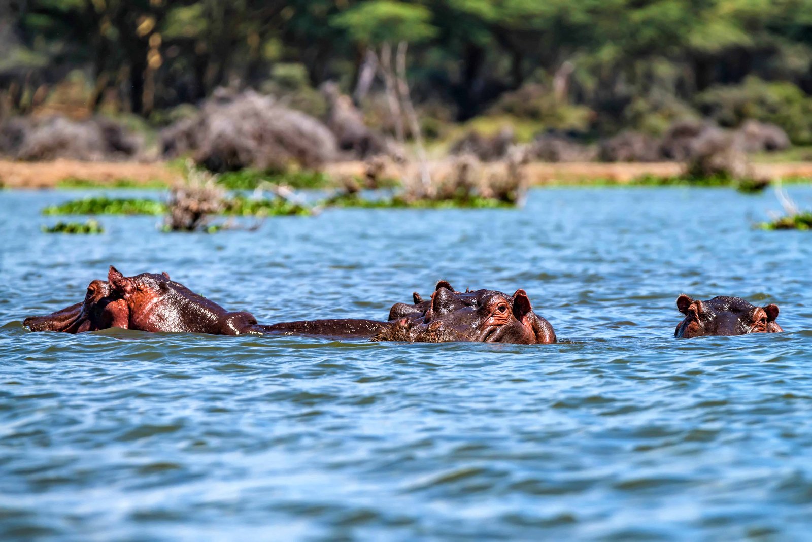 Close-up of hippos or Hippopotamus amphibius resting in the water during the day