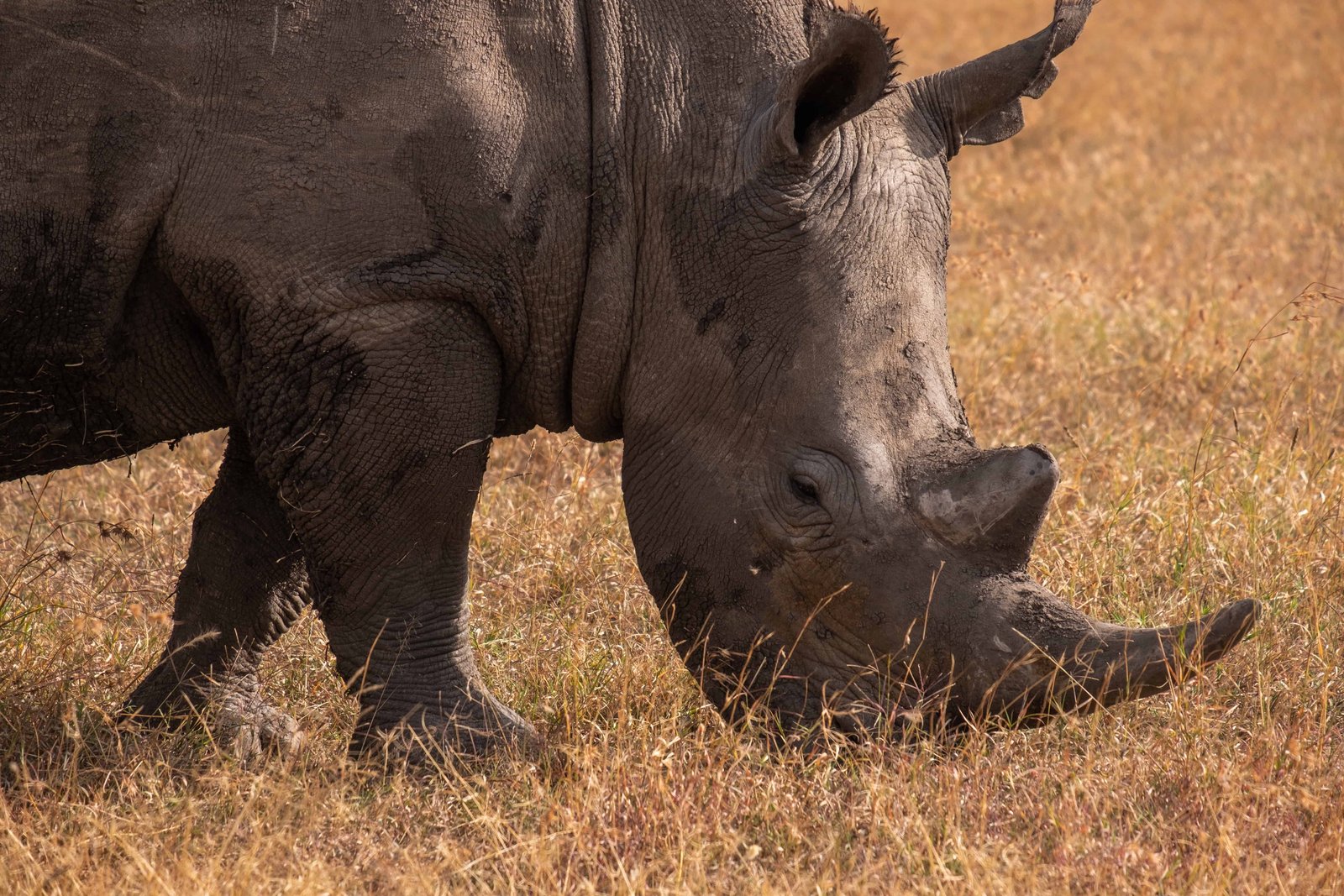 A closeup shot of a muddy rhinoceros grazing on a field captured in Ol Pejeta, Kenya