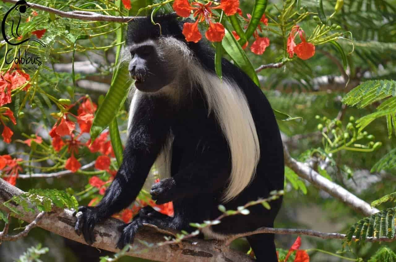 Colobus eating flowers in a forest