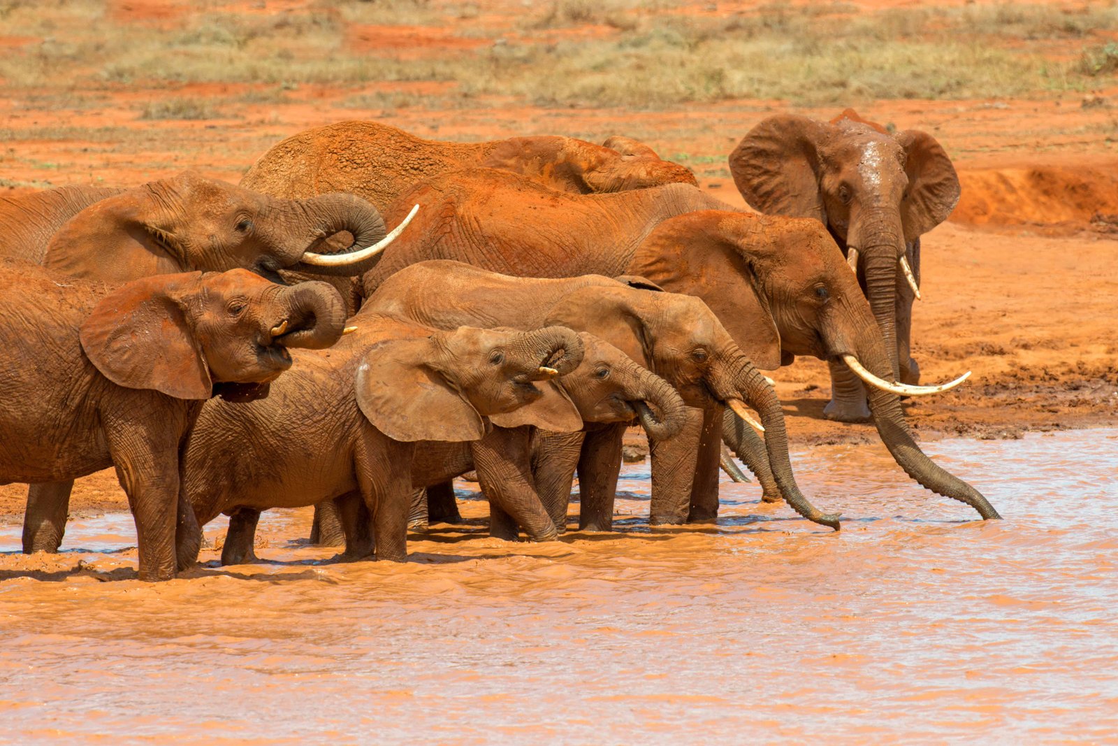 Elephant in water. National park of Kenya, Africa