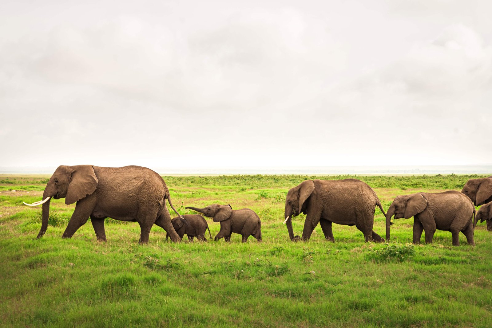 One of the famous elephant herds in Amboseli Kenya during your 5 day Kenya safaris
