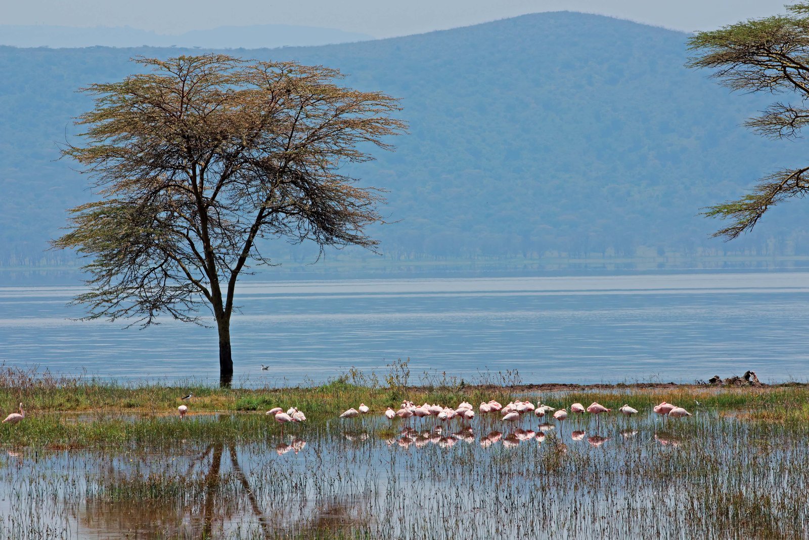 Colorful flamingos in shallow water, Lake Nakuru National Park, Kenya