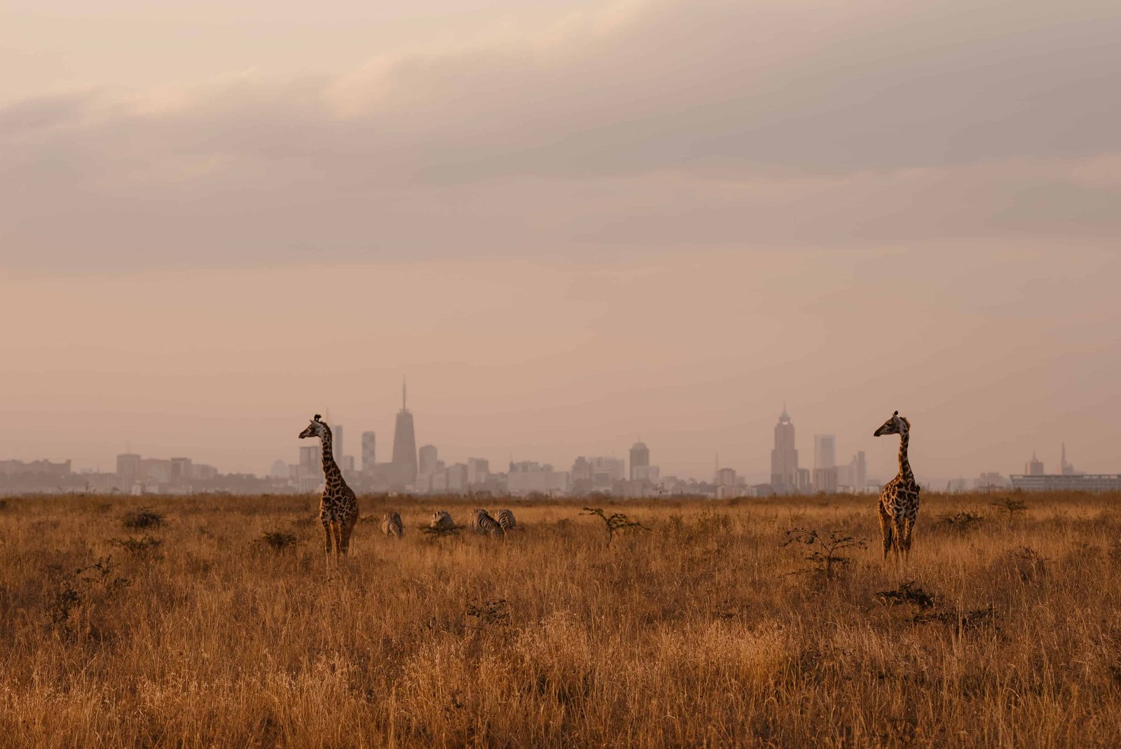 giraffe standing in yellow field against the city Nairobi in the background