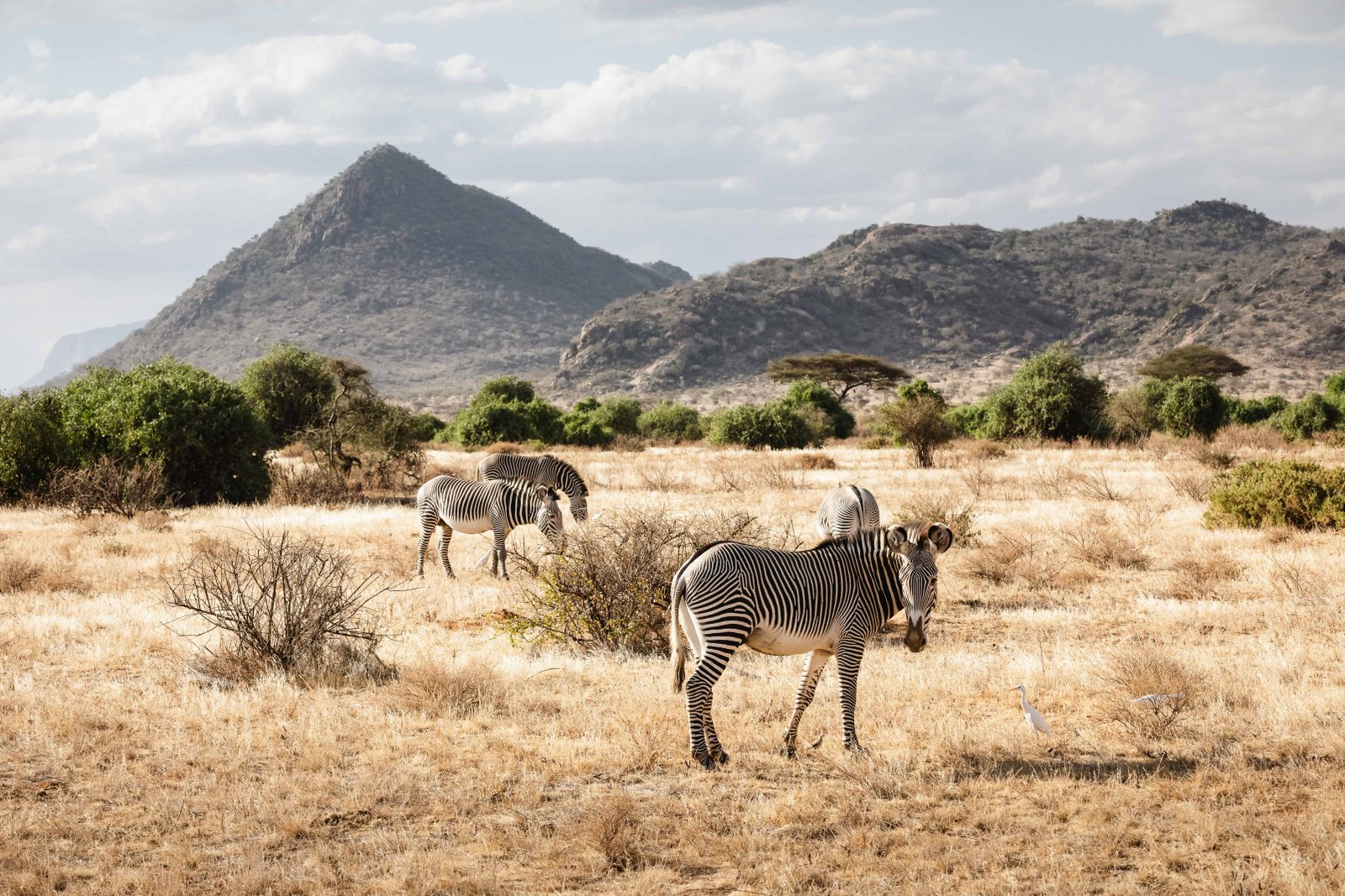 Group of Grevy's zebras in Samburu national reserve, North Kenya