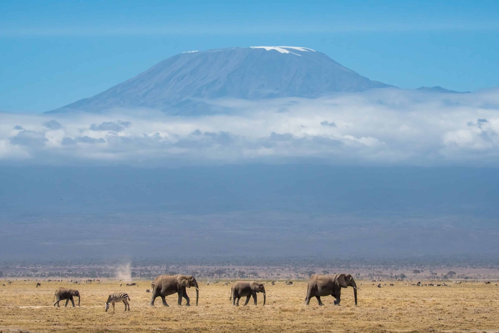 A group of majestic elephants strolling gracefully across Kilimanjaro, with a stunning mountainous landscape as their backdrop as part of the Kenya 2 week itinerary